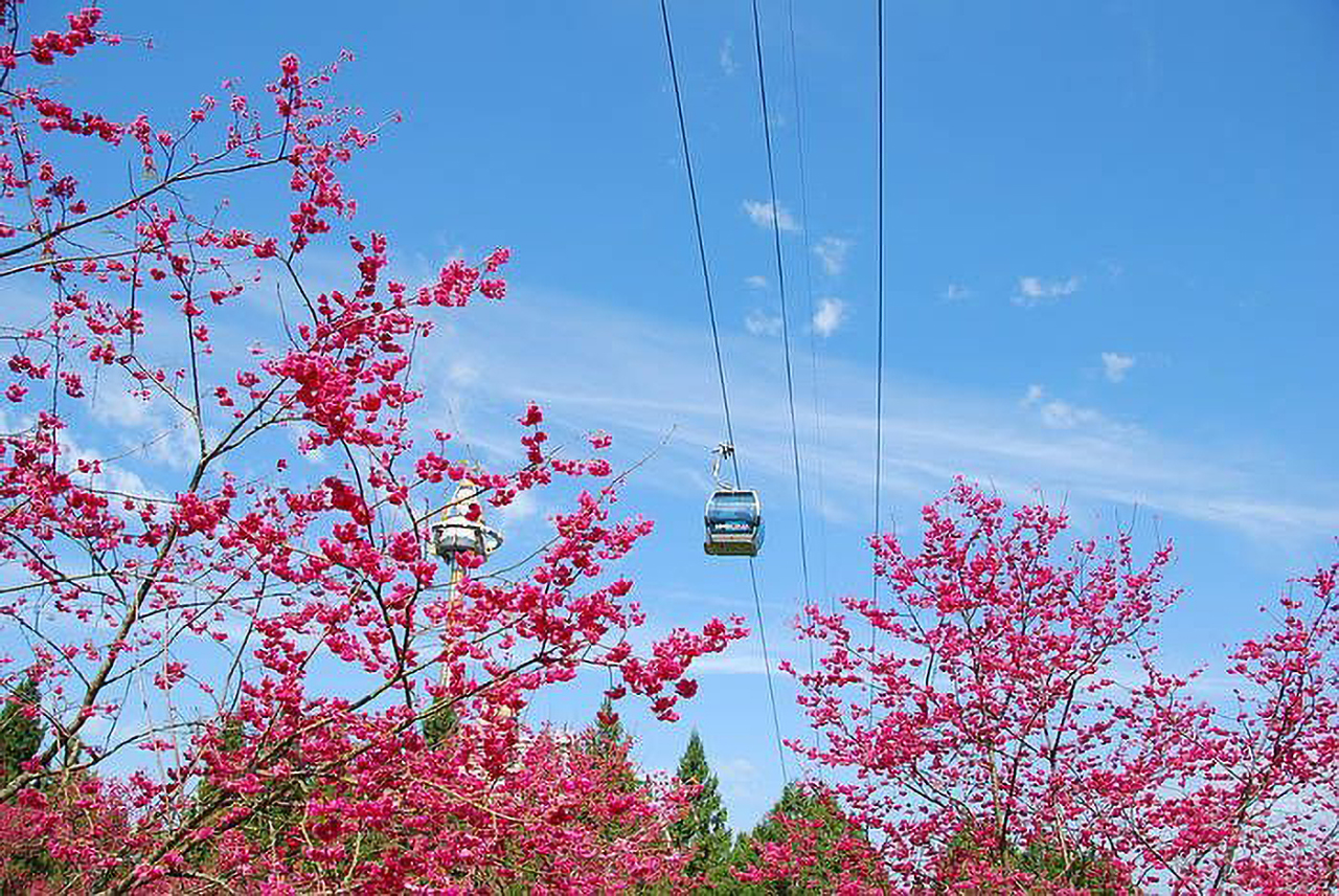 搭乘缆车从空中欣赏樱花