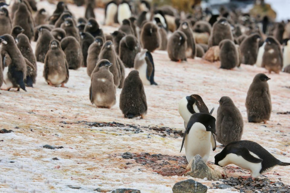 企鹅会在不同的月份进行不同的活动