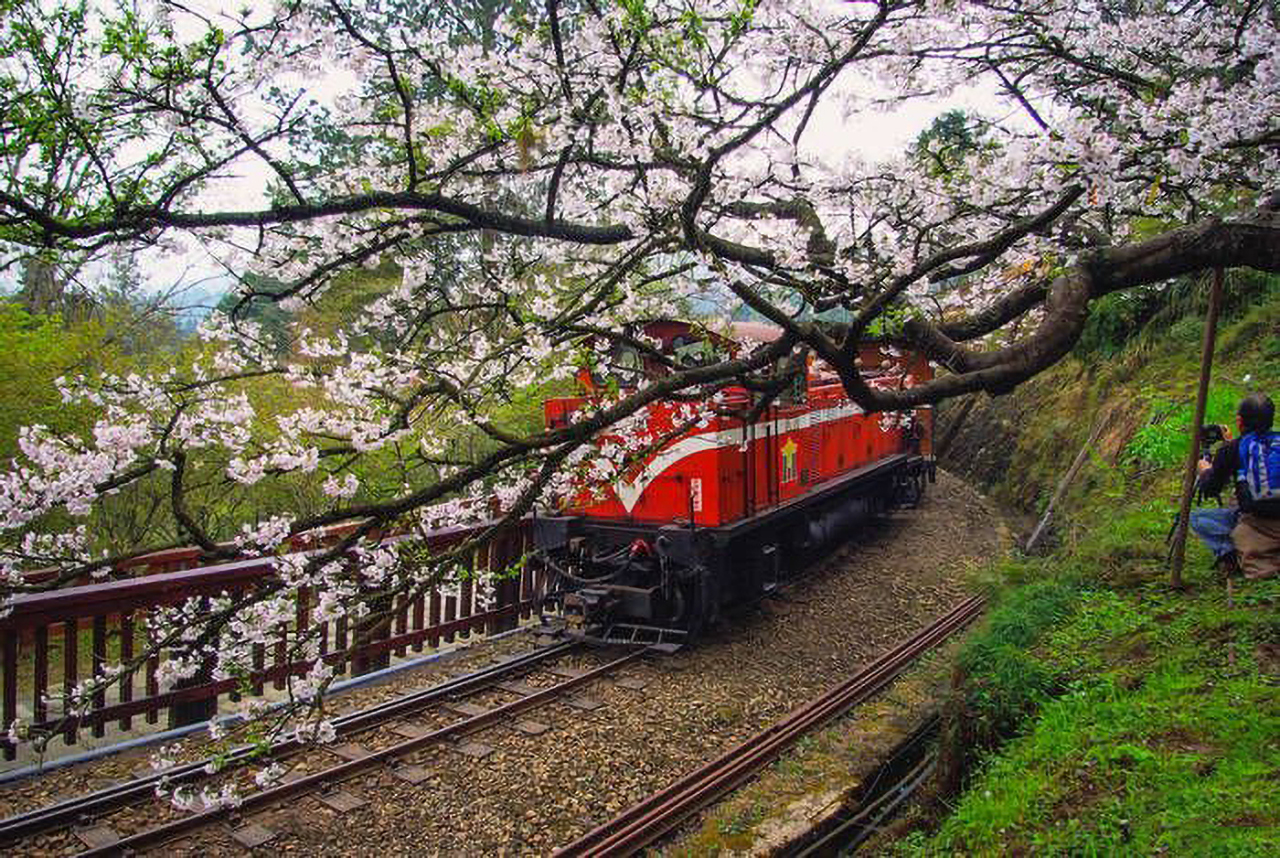 搭乘阿里山小火车从樱花树下经过