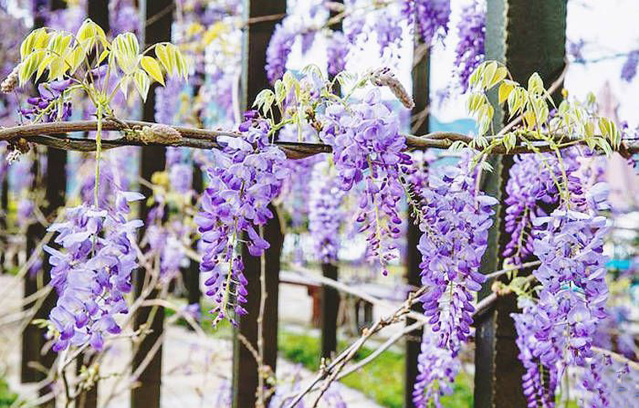 阿里山紫藤花盛开